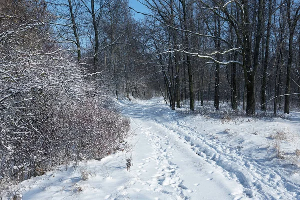 Forêt Hiver Beau Paysage Forestier Hivernal Avec Neige Givrage Neige — Photo