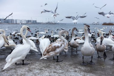 Güzel kuğular ve bir martı sürüsüyle çevrili vahşi ördekler kışın buzsuz deniz haliçlerinde yüzerler. Kışlık kuğular için bir yer. Kuğu Gölü. Su kuşunun kışı