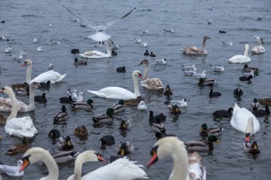 Güzel kuğular ve bir martı sürüsüyle çevrili vahşi ördekler kışın buzsuz deniz haliçlerinde yüzerler. Kışlık kuğular için bir yer. Kuğu Gölü. Su kuşunun kışı
