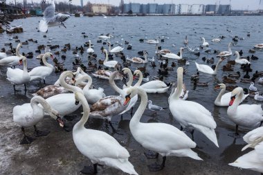 Güzel kuğular ve bir martı sürüsüyle çevrili vahşi ördekler kışın buzsuz deniz haliçlerinde yüzerler. Kışlık kuğular için bir yer. Kuğu Gölü. Su kuşunun kışı