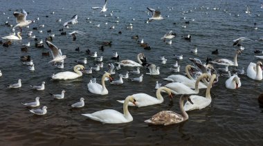Pek çok yaban ördekleri ve soğuk kış su koyun kuğu insanlar için yiyecek isteyin. Aç yabani martı ve kuğular Gıda için kışın açık denizde rekabet. Deniz kuşları kış açık deniz Bay