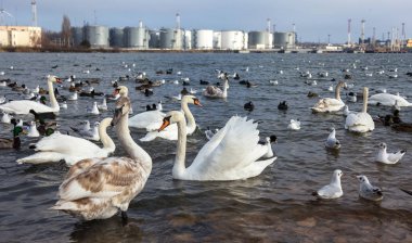 Pek çok yaban ördekleri ve soğuk kış su koyun kuğu insanlar için yiyecek isteyin. Aç yabani martı ve kuğular Gıda için kışın açık denizde rekabet. Deniz kuşları kış açık deniz Bay
