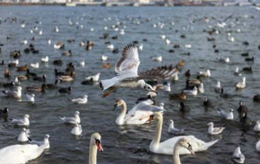 Pek çok yaban ördekleri ve soğuk kış su koyun kuğu insanlar için yiyecek isteyin. Aç yabani martı ve kuğular Gıda için kışın açık denizde rekabet. Deniz kuşları kış açık deniz Bay