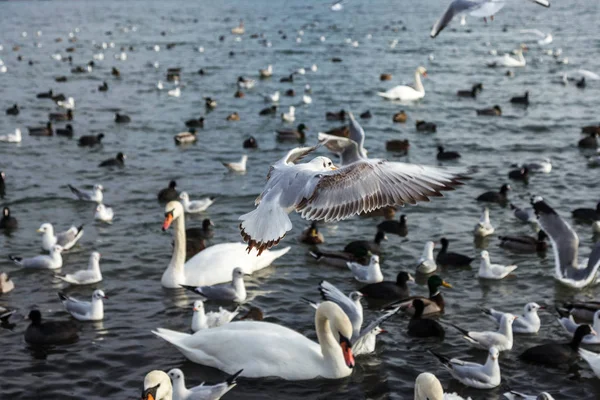 在海湾寒冷的冬水中 许多野鸭和天鹅向人们要食物 饥饿的野生海鸥和天鹅在冬天的开放水域里争夺食物 公海海湾的海鸟冬天 — 图库照片