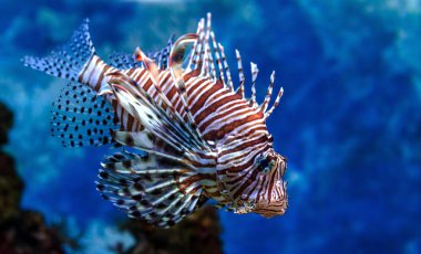 Sualtı dünyasını. Parlak egzotik tropik mercan Balık Akvaryum mercan ve yosun su bitkileri ile Kızıldeniz yapay ortamda