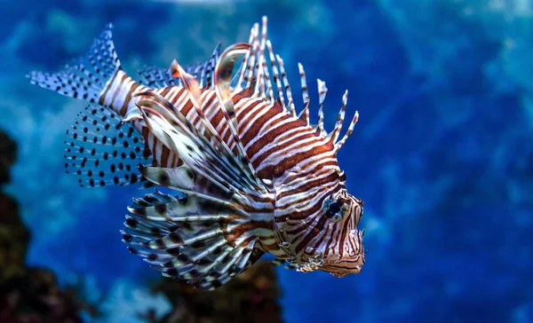 Underwater World Bright Exotic Tropical Coral Fish Red Sea Artificial — Stock Photo, Image