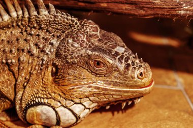 tropikal iguana fantastik yakın çekim portre. Seçici odak, sığ derinlik-in tarla