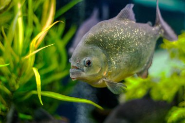 Sualtı dünyasını. Parlak egzotik tropik mercan Balık Akvaryum mercan ve yosun su bitkileri ile Kızıldeniz yapay ortamda