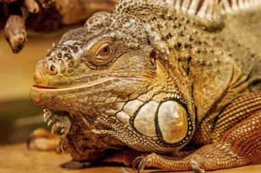 tropikal iguana fantastik yakın çekim portre. Seçici odak, sığ derinlik-in tarla