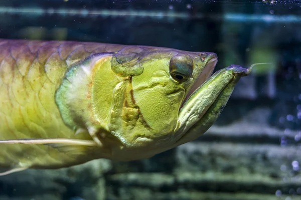 Sualtı Dünyasını Arakony Baş Closeup Bright Egzotik Tropik Mercan Balık — Stok fotoğraf