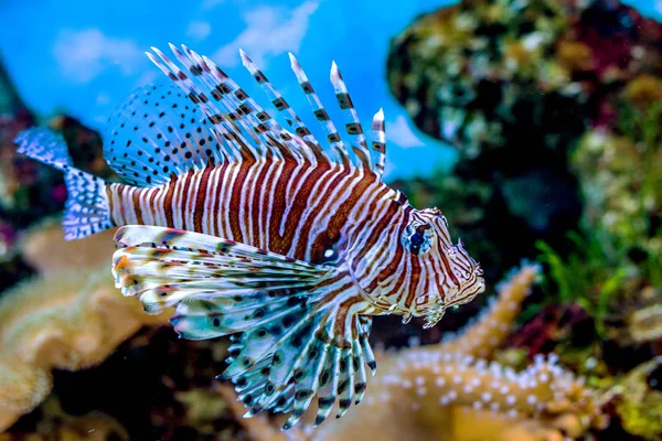 Underwater World Bright Exotic Tropical Coral Fish Red Sea Artificial — Stock Photo, Image