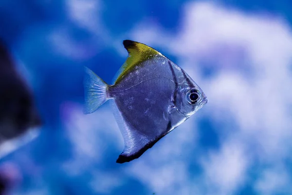 Monde Sous Marin Lumineux Exotique Poissons Coralliens Tropicaux Dans Milieu — Photo