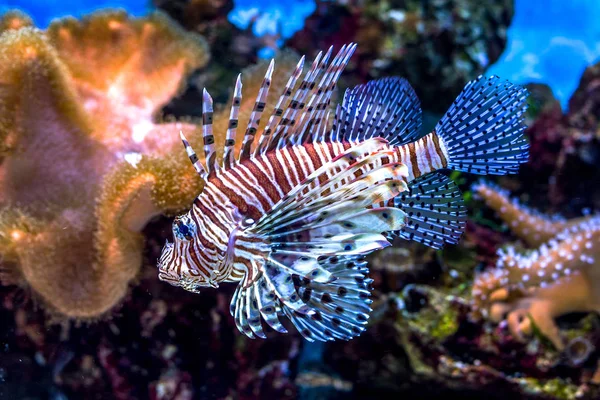 Υποβρύχιος Κόσμος Φωτεινό Εξωτικά Τροπικά Κοραλλιογενείς Ψάρια Τεχνητό Περιβάλλον Ερυθρά — Φωτογραφία Αρχείου