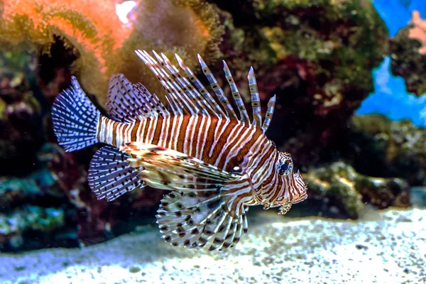 Mundo Subaquático Bright Exotic Tropical Coral Fish Red Sea Artificial — Fotografia de Stock