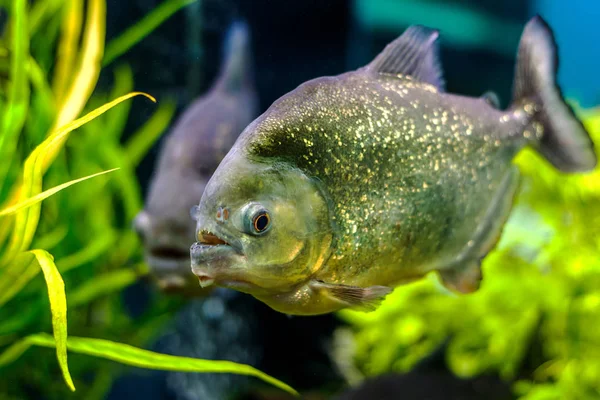 水中の世界 明るくエキゾチックな熱帯サンゴ魚のサンゴと藻類水生植物水族館の紅海の人工環境で — ストック写真