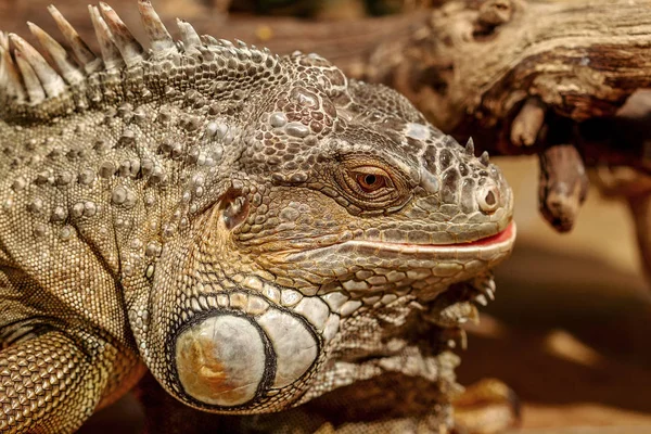Fantastic Close Portrait Tropical Iguana Selective Focus Shallow Depth Field — Stock Photo, Image