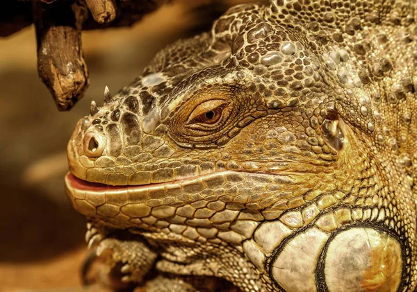Fantastic Close Portrait Tropical Iguana Selective Focus Shallow Depth Field — Stock Photo, Image