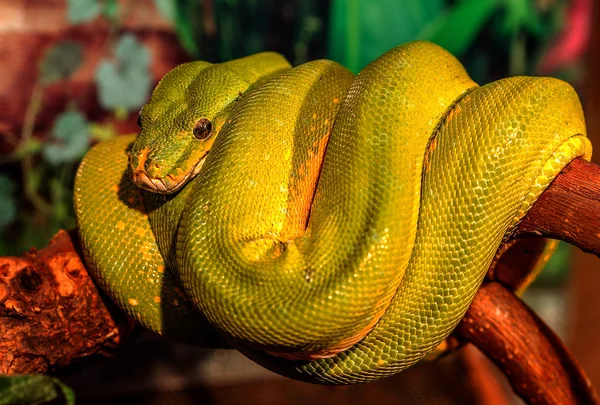 Fantástico Primer Plano Retrato Serpiente Cascabel Verde Serpiente Verde Venenosa —  Fotos de Stock