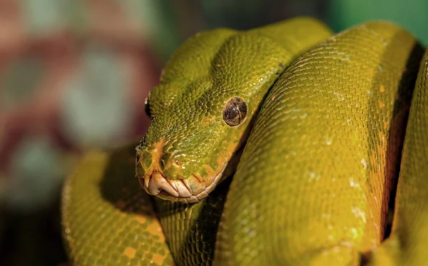 Fantástico Close Retrato Cascavel Verde Venenoso Green Snake Foco Seletivo — Fotografia de Stock