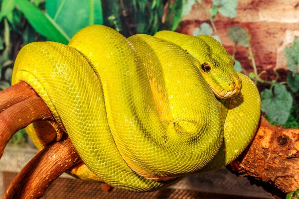 Fantástico Primer Plano Retrato Serpiente Cascabel Verde Serpiente Verde Venenosa —  Fotos de Stock