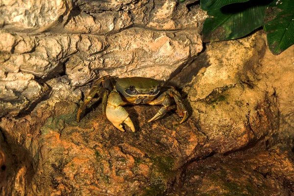 Fantastisches Porträt Der Krabbe Auf Den Klippen Des Meeres Mit — Stockfoto