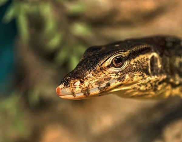 Fantástico Retrato Cerca Iguana Tropical Enfoque Selectivo Profundidad Campo Poco —  Fotos de Stock