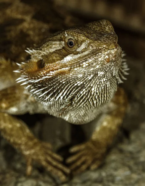 Porträt Eines Exotischen Tropischen Reptilien Bartagamen Selektiver Fokus Geringe Schärfentiefe — Stockfoto