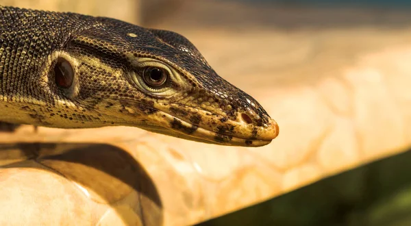 Fantastyczne Portret Szczegół Tropikalny Iguana Selektywny Fokus Płytkiej Głębi Ostrości — Zdjęcie stockowe