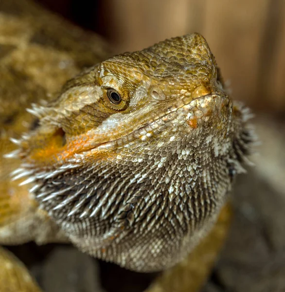 Porträtt Exotiska Tropiska Reptiler Skäggagam Selektivt Fokus Kort Skärpedjup — Stockfoto