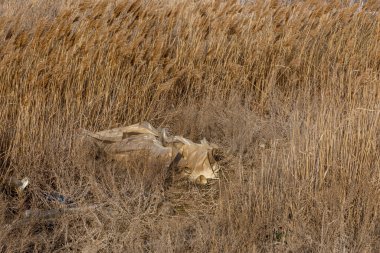 Deniz kıyısına dökülen çöpler turistler ve tatilciler tarafından bırakılıyor. Denizin kirli kumlu kıyıları. Çevre kirliliği. Çevresel sorunun olumsuz etkisi vardır. Kullanılmış kirli plastik şişeler