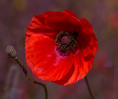 Vahşi tarlada kırmızı gelincikler çiçek açar. Odaklanmış kırmızı gelinciklerle dolu güzel bir tarla. Yumuşak ışık. Tonlama. Yaratıcı Yaratıcı İşlem Doğal Arkaplan