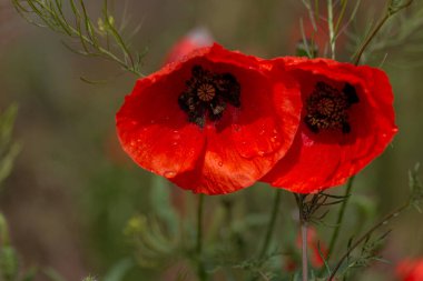 Vahşi tarlada kırmızı gelincikler çiçek açar. Odaklanmış kırmızı gelinciklerle dolu güzel bir tarla. Yumuşak ışık. Tonlama. Yaratıcı Yaratıcı İşlem Doğal Arkaplan