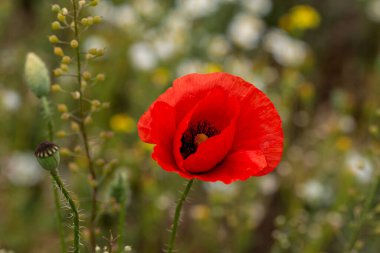 Vahşi tarlada kırmızı gelincikler çiçek açar. Odaklanmış kırmızı gelinciklerle dolu güzel bir tarla. Yumuşak ışık. Tonlama. Yaratıcı Yaratıcı İşlem Doğal Arkaplan