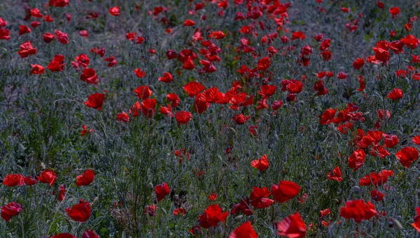 Flores Amapolas Rojas Florecen Campo Salvaje Hermoso Campo Amapolas Rojas — Foto de Stock