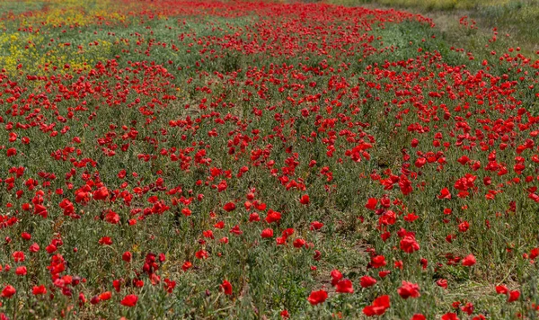 Квіти Червоних Маків Цвітуть Дикому Полі Прекрасне Поле Червоних Маків — стокове фото