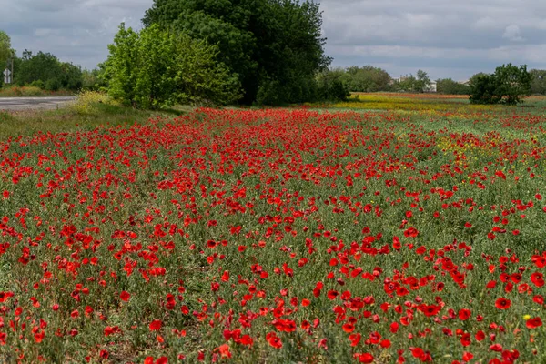 Vahşi Tarlada Kırmızı Gelincikler Çiçek Açar Odaklanmış Kırmızı Gelinciklerle Dolu — Stok fotoğraf