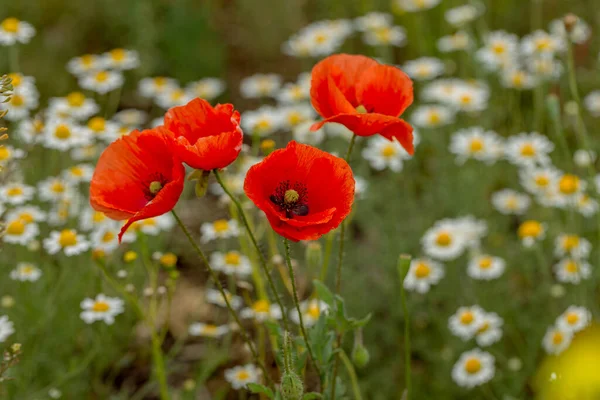 Квіти Червоних Маків Цвітуть Дикому Полі Прекрасне Поле Червоних Маків — стокове фото
