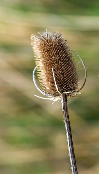 Fullers Teesel Seedheads Selective Focus Dried Flowers Dipsacus Fullonum Flowering — Stock Photo, Image