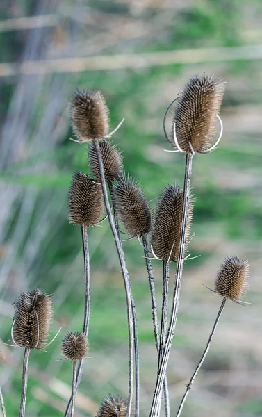 Fullers Teesel Seedheads Selective Focus Dried Flowers Dipsacus Fullonum Flowering — Stock Photo, Image