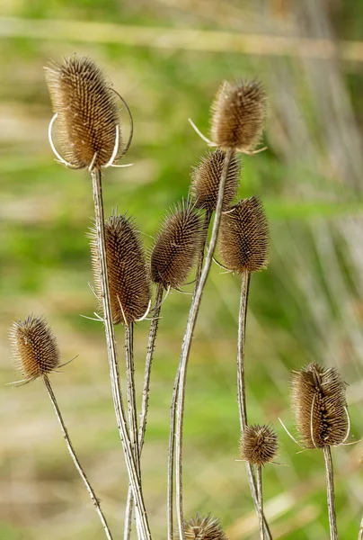 Fullers Teesel Seedheads Foco Seletivo Flores Secas Dipsacus Fullonum Floração — Fotografia de Stock