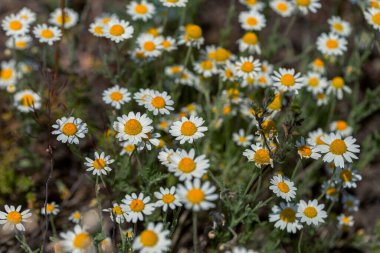 Çiçek. Papatya çayı. Çiçekli papatya tarlası, yazın çayır çiçekleri, seçici odak, bulanık. Güneşli bir günde çiçek açan papatyalarla güzel bir doğa sahnesi. Güzel çayır arkaplanı