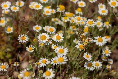 Çiçek. Papatya çayı. Çiçekli papatya tarlası, yazın çayır çiçekleri, seçici odak, bulanık. Güneşli bir günde çiçek açan papatyalarla güzel bir doğa sahnesi. Güzel çayır arkaplanı