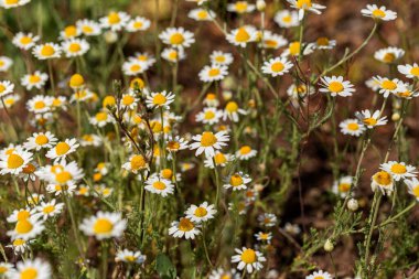 Çiçek. Papatya çayı. Çiçekli papatya tarlası, yazın çayır çiçekleri, seçici odak, bulanık. Güneşli bir günde çiçek açan papatyalarla güzel bir doğa sahnesi. Güzel çayır arkaplanı