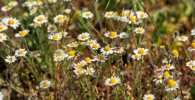 Çiçek. Papatya çayı. Çiçekli papatya tarlası, yazın çayır çiçekleri, seçici odak, bulanık. Güneşli bir günde çiçek açan papatyalarla güzel bir doğa sahnesi. Güzel çayır arkaplanı