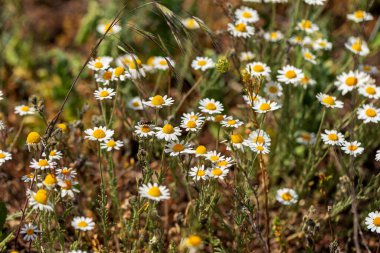 Çiçek. Papatya çayı. Çiçekli papatya tarlası, yazın çayır çiçekleri, seçici odak, bulanık. Güneşli bir günde çiçek açan papatyalarla güzel bir doğa sahnesi. Güzel çayır arkaplanı