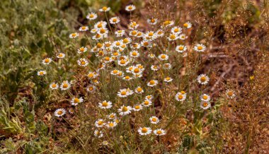 Çiçek. Papatya çayı. Çiçekli papatya tarlası, yazın çayır çiçekleri, seçici odak, bulanık. Güneşli bir günde çiçek açan papatyalarla güzel bir doğa sahnesi. Güzel çayır arkaplanı