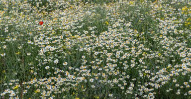 Çiçek. Papatya çayı. Çiçekli papatya tarlası, yazın çayır çiçekleri, seçici odak, bulanık. Güneşli bir günde çiçek açan papatyalarla güzel bir doğa sahnesi. Güzel çayır arkaplanı