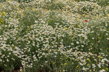 Çiçek. Papatya çayı. Çiçekli papatya tarlası, yazın çayır çiçekleri, seçici odak, bulanık. Güneşli bir günde çiçek açan papatyalarla güzel bir doğa sahnesi. Güzel çayır arkaplanı