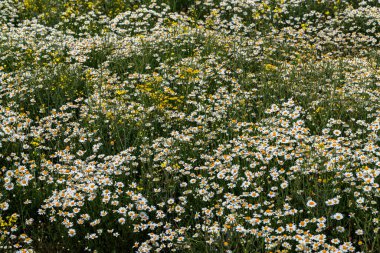 Çiçek. Papatya çayı. Çiçekli papatya tarlası, yazın çayır çiçekleri, seçici odak, bulanık. Güneşli bir günde çiçek açan papatyalarla güzel bir doğa sahnesi. Güzel çayır arkaplanı