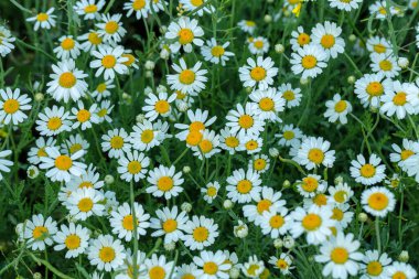 Çiçek. Papatya çayı. Çiçekli papatya tarlası, yazın çayır çiçekleri, seçici odak, bulanık. Güneşli bir günde çiçek açan papatyalarla güzel bir doğa sahnesi. Güzel çayır arkaplanı